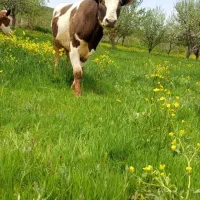یک راس گاو نر
