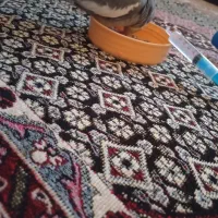 جوجه 15بهمن عروس هلندی دستی