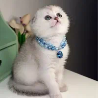 بچه گربه اسکاتیش فولد عروسکی سیلور چینچیلا