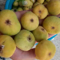 میوه|خوردنی و آشامیدنی|آشخانه, |دیوار