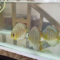 دیسکس ۶ اینچ