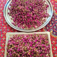 گل محمدی