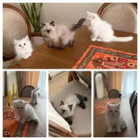 ۳عدد گربه پرشین وهیمالین
