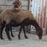 5 عدد میش جوان برای نگهداری یا قربانی
