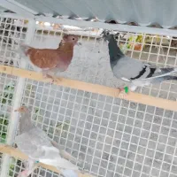 ۶ عدد حیوون پرشی فروشی