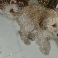 سگ گمشده