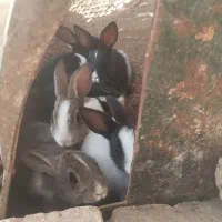 خرگوش