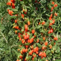 نهال گوجی بری قرمز گلدانی