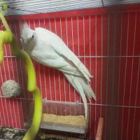 عروس هلندی آلبینو نر