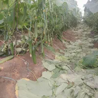 گلخانه-اجاره-ای-در-دهوت