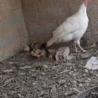 مرغ و خروس و بوقلمون و جوجه