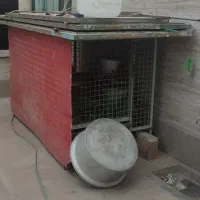 قفس سگ و کفتر
