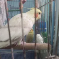 عروس هلندی