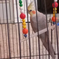 عروس هلندی نر