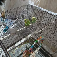 عروس هلندی نر و مرغ عشق