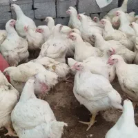 مرغ زنده و پرکنده در ملکشاهی.هر کیلو 240