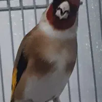 سهره دهن لر