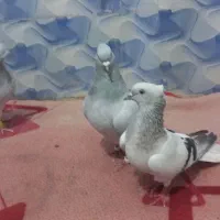 دو جفت دم سفید فول سوسنگرد
