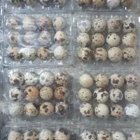 تخم بلدرچین خوراکی عمده و جزئی