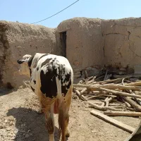 نرگاو