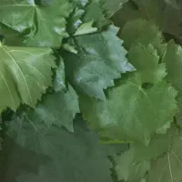 برگ مو