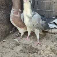 کفتر|پرنده|اصفهان, کوجان|دیوار