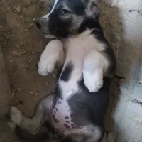 توله سگ نر و ماده /کلاله