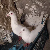 ی جفت کفتر المانی