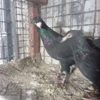 یک جفت زاغ کرمانی