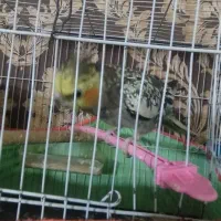 عروس هلندی ی ساله کاملا دستی