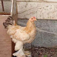خروس کوشین برهما زینتی
