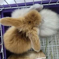 خرگوش لوپ ترکیش لوس و اجتماعی