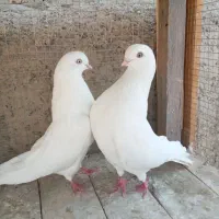 کفتر