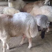 قوچ دودندون