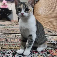 واگذاری گربه خانگی