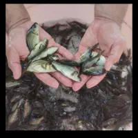 ماهی ذغالی عید