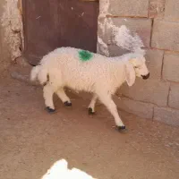 بره|حیوانات مزرعه|زرند, |دیوار