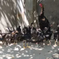 ۲۰عدد جوجه لاری