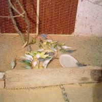 40 جفت مرغ عشق با جوجه و تخم ، معاوضه