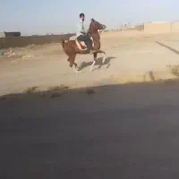 مادیان