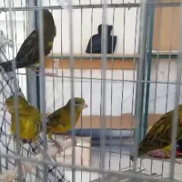 قناری سبز چمنی