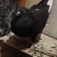 کفتر کبوتر