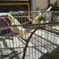 عروس هلندی سالم وسرحال