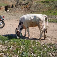 ا عدد گوساله ماده