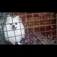 سگ پامر|سگ|مرند, |دیوار