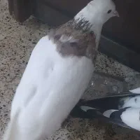 کبوتر طوقی نر