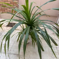 گل آپارتمانی پاندانوس ۶ ساله