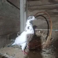 کبوتر خارجی ویک مسافتی نر