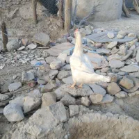 دوعددمرغ
