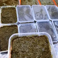 سبزی قورمه سرخ شده خانگی ارسال رایگان 5کیلو بالا